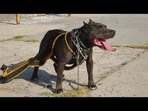 Monster 🆃🅾🆆🅰 (Ejercicio de arrastre)