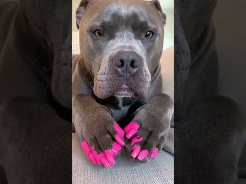 Pitbull Wakes Up With Pink Nails and Freaks Out