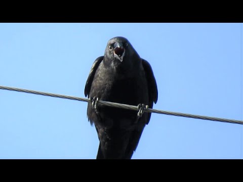 The Crow that HATES Me (Angry Crow Sounds)
