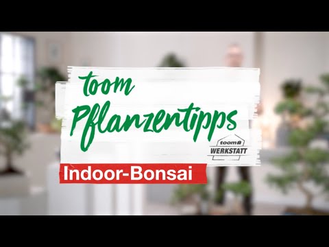 toom Pflanzentipps: Indoor Bonsai | toom Baumarkt