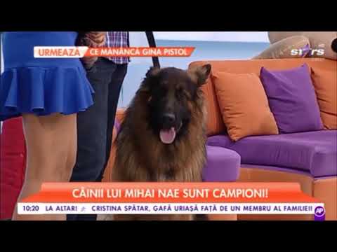 , title : 'AntenaStars - StarMatinal - Prezentare rasa Ciobanesc German, Mihai si campionii Max, Lara si Puskin'