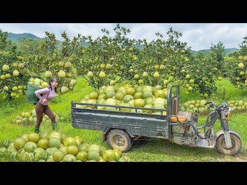 Harvest Many Green-Skinned Grapefruit, Use 3-Wheeled Truck Transport Melons Go To Sell