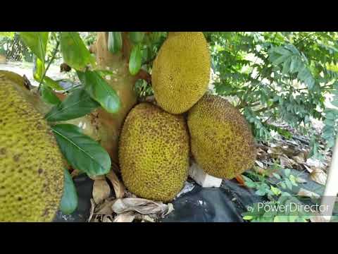 How big is Exotic Chempedak Cheena Fruit