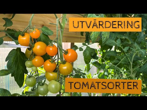 Utvärdering av årets tomatsorter (2025) - Vilka kommer jag att odla igen?