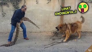 Download lagu KAPOK..!! Jangan Pertemukan Anjing Galak dengan Ular.!! Begini Reaksinya #YtCrash mp3