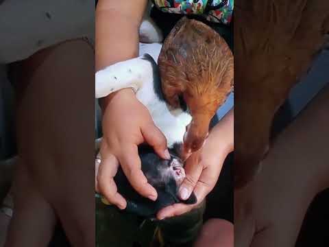 The chicken snack | feeding animals | #natgeowild