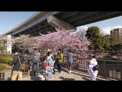 download lagu mp3 mp4 Sumida River Cherry Blossoms, download lagu Sumida River Cherry Blossoms gratis, unduh video klip Sumida River Cherry Blossoms