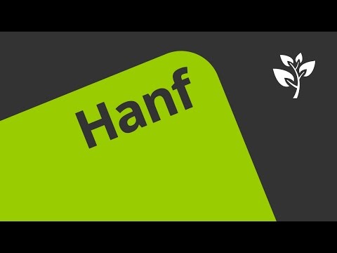 Die Wunderpflanze Hanf | Biologie | Humanbiologie