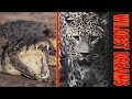 Zambia Safari Full Bag Nile Crocodile Leopard Cape Buffalo Hunts And Lots More