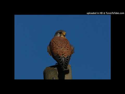 Vogelbestimmung: Turmfalke (Falco tinnunculus)
