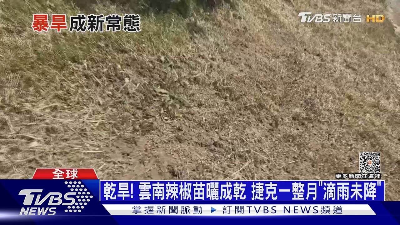 乾旱!雲南辣椒苗曬成乾 捷克一整月「滴雨未降」