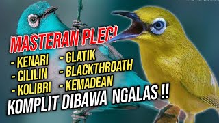 Download lagu Masteran Pleci Nembak Full Isian KOMPLIT Berkelas‼️Pleci Gacor mp3