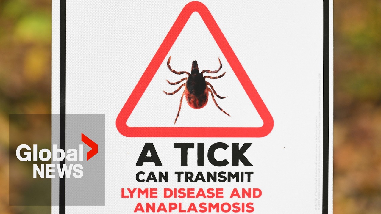 Video: Anaplasmosis cases reported rising in Canada alongside Lyme disease