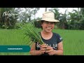 Nagpuna Lami Nga Paniudto Countryside Life Philippines