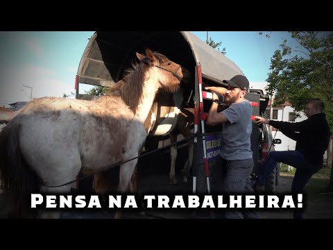 Let's go get the horses we adopted! And a sad end... - Pé na Serra Ep.12