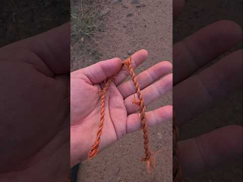 Snares Found: Poaching's Big Problem This Week