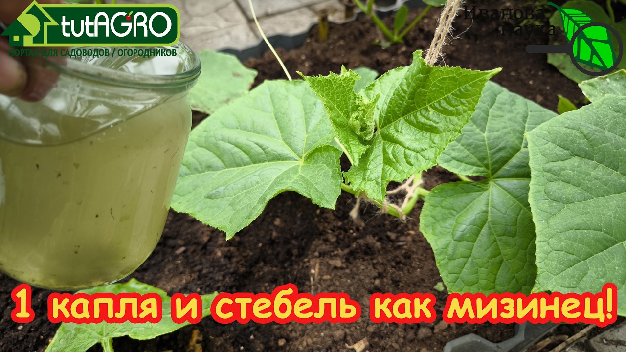 1 КАПЛЯ и стебель как мизинец: рассаду не узнать через 3 дня! Подкормить расса?