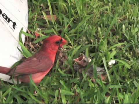 Cardinal feeding baby birds - Awesome!