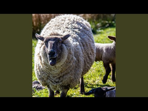 Traumreise zu Calli Schaschlik