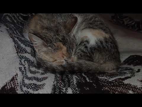 Happy Cat Purring Smoothly Comforting Sounds for Sleep, #Relaxation Learning, Concentration, #ASMR