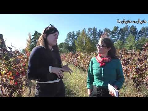 Recorriendo los viñedos de la Bodega Hermanos Ariano en Canelones.