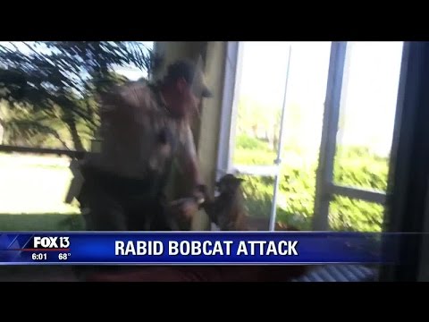 Rabies alert after Florida bobcat attacks