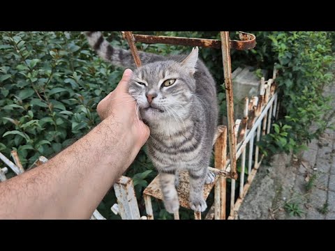 Very cute gray tabby cat meowing politely.