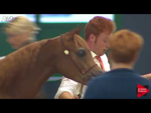 N.12 VIRGINIA MONISCIONE - Milan 2018 - Yearling Fillies (Class 1B)