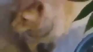 Download lagu Kucing hirup tanaman ganja mp3