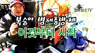 복숭아 병해충방제는 황소독부터 시작/ 지금 서둘러야 합니다/ 오늘이 3월 15일 입니다