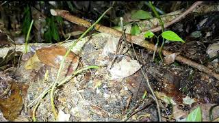 Download lagu Kalimantan  Borneo deep forest.  2019 mp3