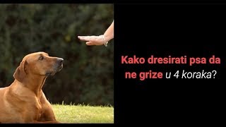Kako Dresirati Psa Da Ne Grize U 4 Koraka? Dresura Pasa