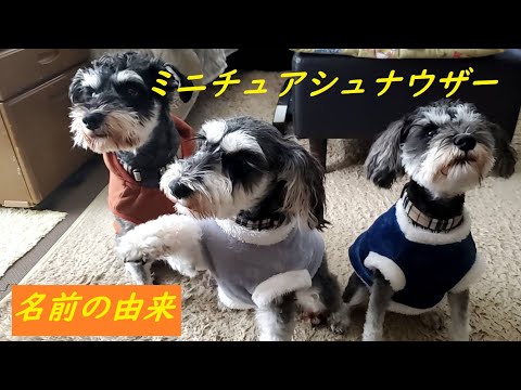シュナウザー犬の名前