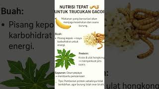 Download lagu Pakan burung trucukan supaya gacor #ropeltrucukan mp3
