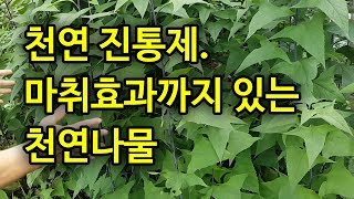 천연 진통제.  마취효과가 있는 천연나물