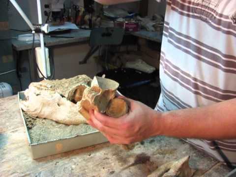 Scelidotherium leptocephalum