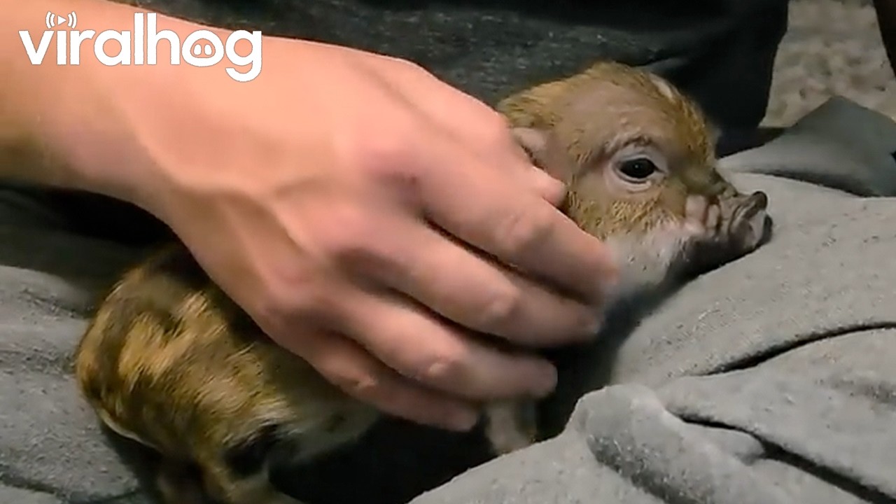Baby Mini Pig Refuses to Leave My Lap || ViralHog