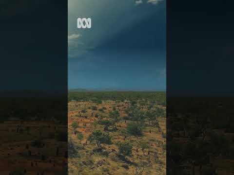 Boab trees – Kimberley, Western Australia Nature Escapes ABC Australia