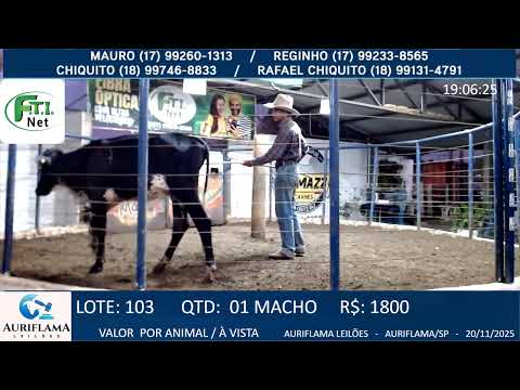 LEILÃO AURIFLAMA LEILÕES  -20/11/2025 - AURIFLAMA/SP AO VIVO LEILÃO GADO