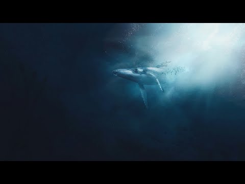 HERMAN MELVILLE / MOBY DICK / LA P'TITE LIBRAIRIE