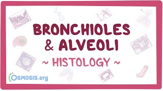 Bronchioles & Alveoli: Histology