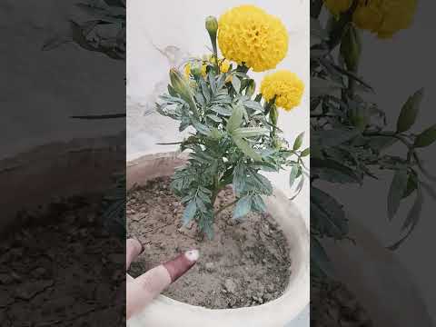 Marigold #flowers #plantlover #gardening #ytshorts #shortvideos #shorts  #reels #mukund choudhary