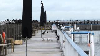 Migrating Mutton Birds taking a break at the Brighton Baths