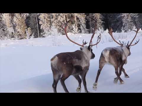 Renar på väg