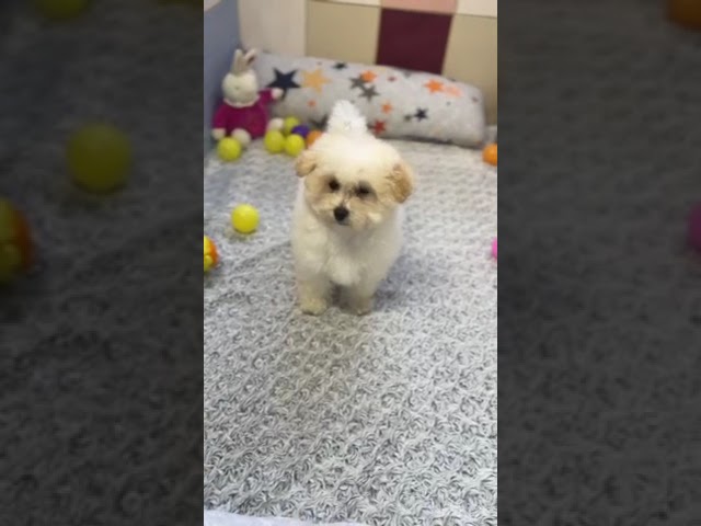 Maltipoo welpen kaufen