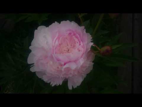 download lagu mp3 mp4 Pillow Talk Peony, download lagu Pillow Talk Peony gratis, unduh video klip Pillow Talk Peony