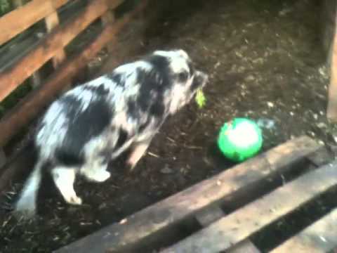 Bitwa o Koziołki  vol4  BLUNOTE 09 05 2015 freestyle &beatbox