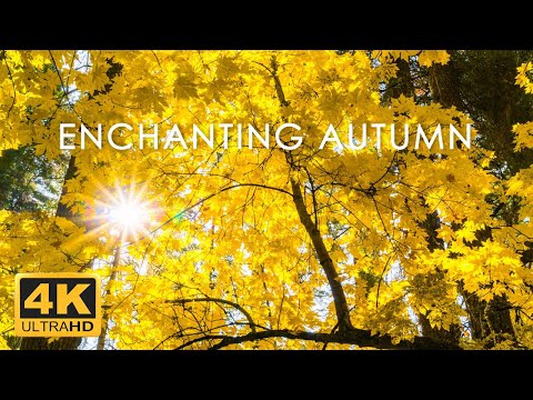 11 HRS Incredible Fall Foliage - Best 4K Autumn Nature Scenes from Around the World + Calming Music
