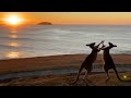 Two Kangaroos Caught Fighting At Sunrise