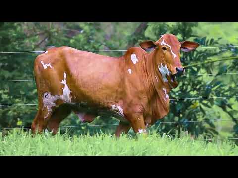 FEMEA NELORE PINTADO - 50% DE BARBACENA FIV DA VISA - VISA 222
